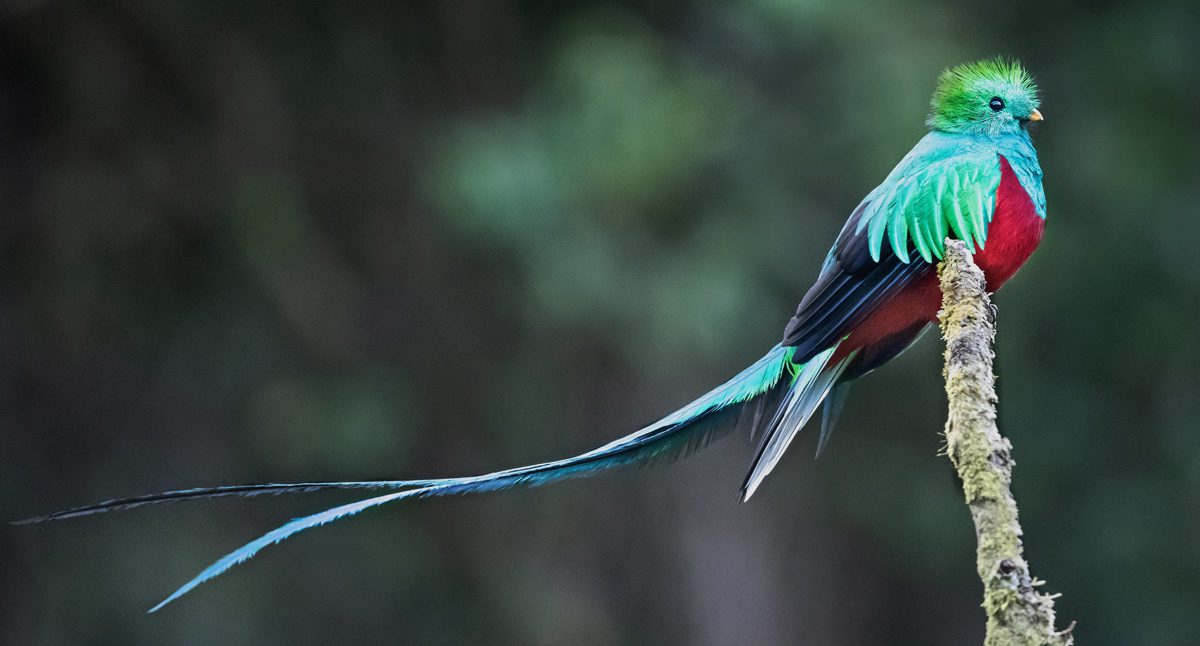 A male quetzal, a green-and-red bird, perched on a branch, with its very long tail streaming behind it.