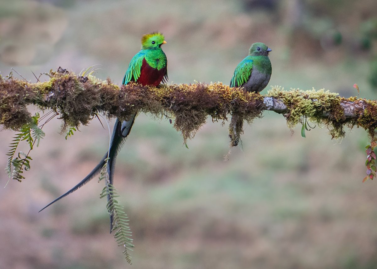 Two quetzals, one with a long tail, one without, sitting on a mossy branch.
