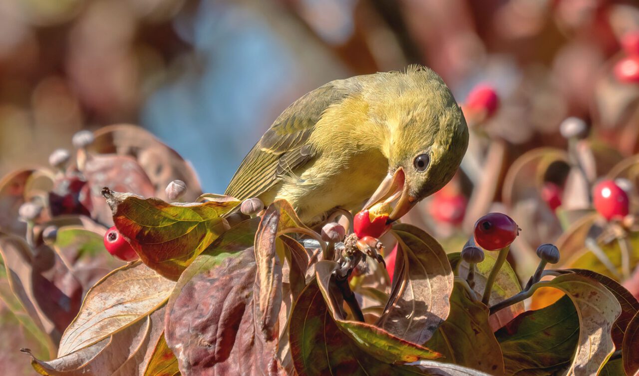 A yellow-greenish songbird perched on dying leaves, eating a berry.