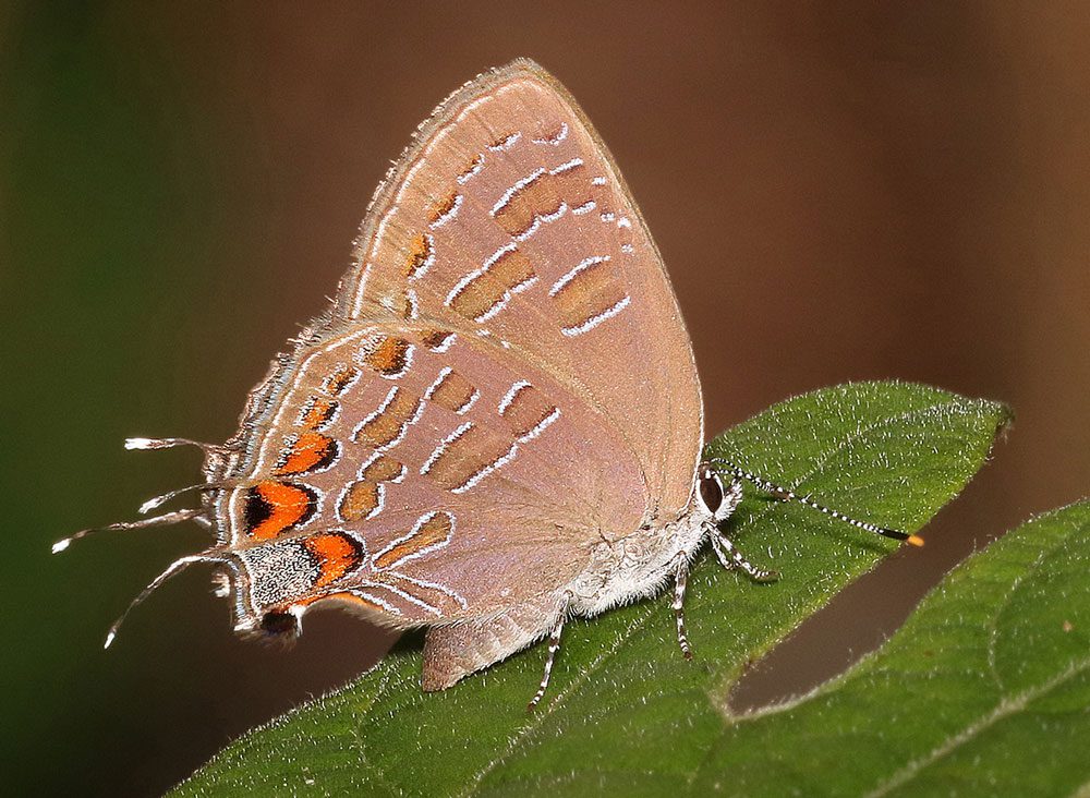 A small grayish-brown butterfly with white streaks perched on a leaf.