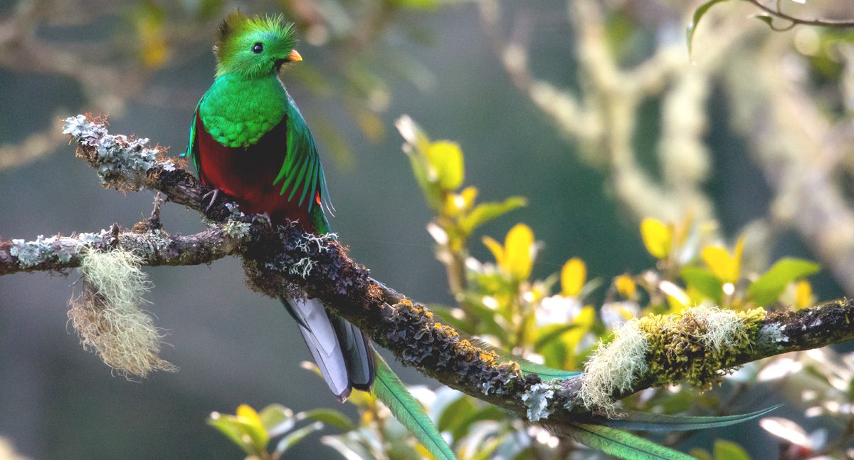 a glittering green and red bird, a quetzal, sits on a rainforest branch.