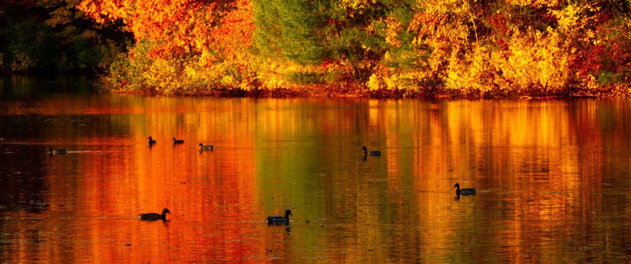 A pond with swimming ducks. The pond's surface is reflecting orange, green, and yellow from trees along the water's edge. 