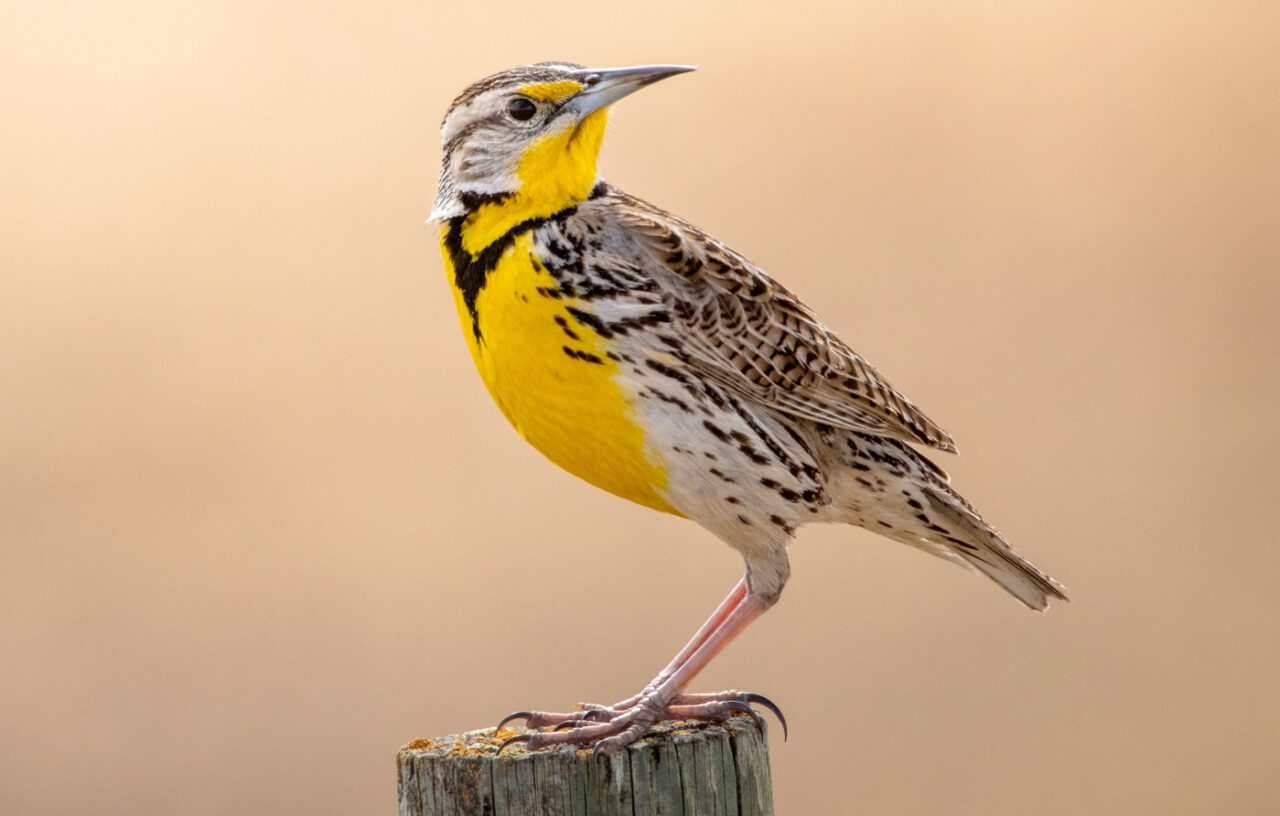 A brown and white stripey bird with a bright yellow throat and stomach and a dark v-shaped necklace and long, sharp bill, perches on a fence post.