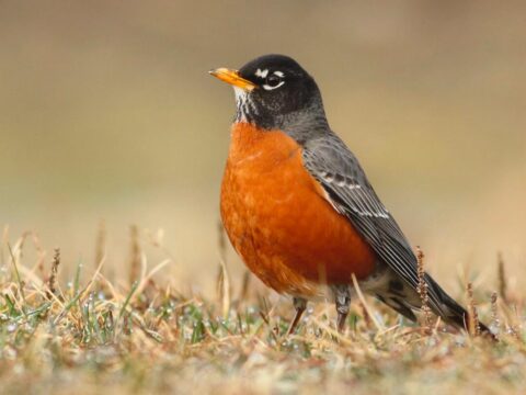 A robin stands on a lawn