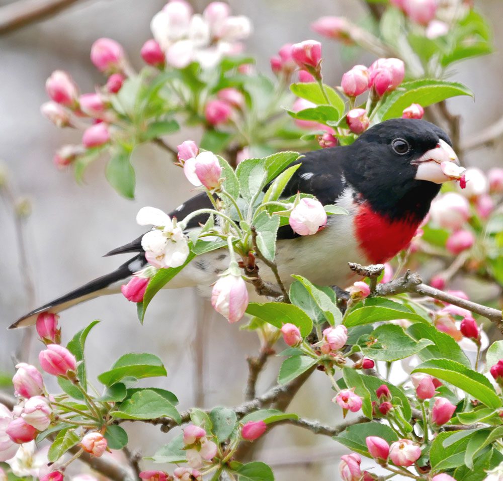 A medium-sized black, white, and pink bird perched in a tree with pink flowers.