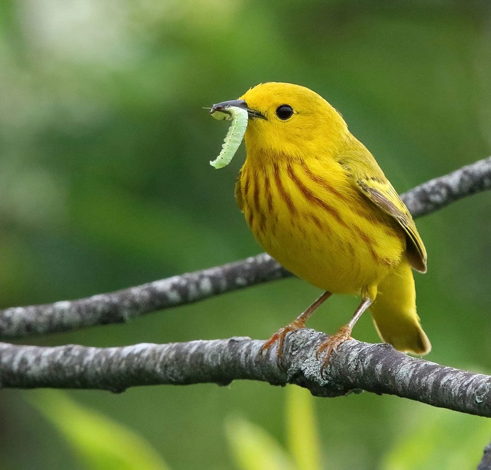 A small yellow bird, with a green caterpillar in its bill, perched on a small branch.
