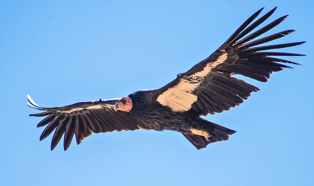 A condor with an identification tag on its wing soars versus a undecorous sky.
