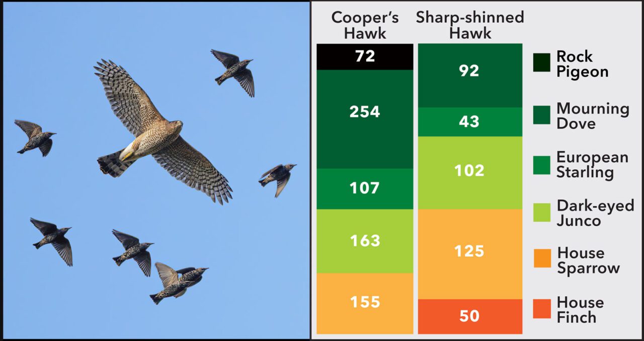A composite image consisting of a photograph on the left and a graphic on the right. The photograph shows a hawk in flight, surrounded by seven smaller starlings. The graphic is a chart showing favored prey species for two species of hawk.