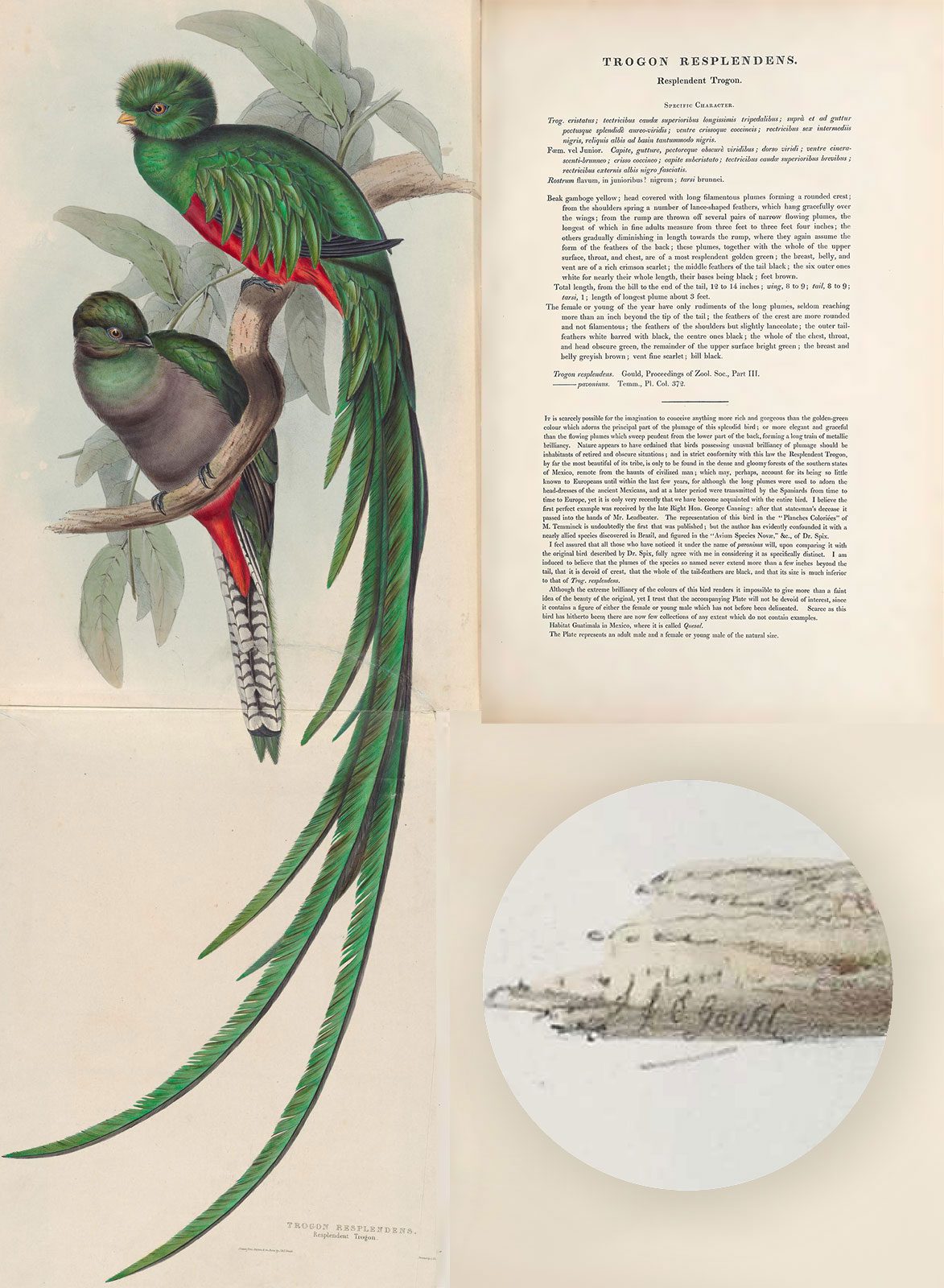 The Resplendent Quetzal account from A Monograph of the Trogonidae, or Family of Trogons. The left side depicts female and male quetzals; the right side contains text about this species.