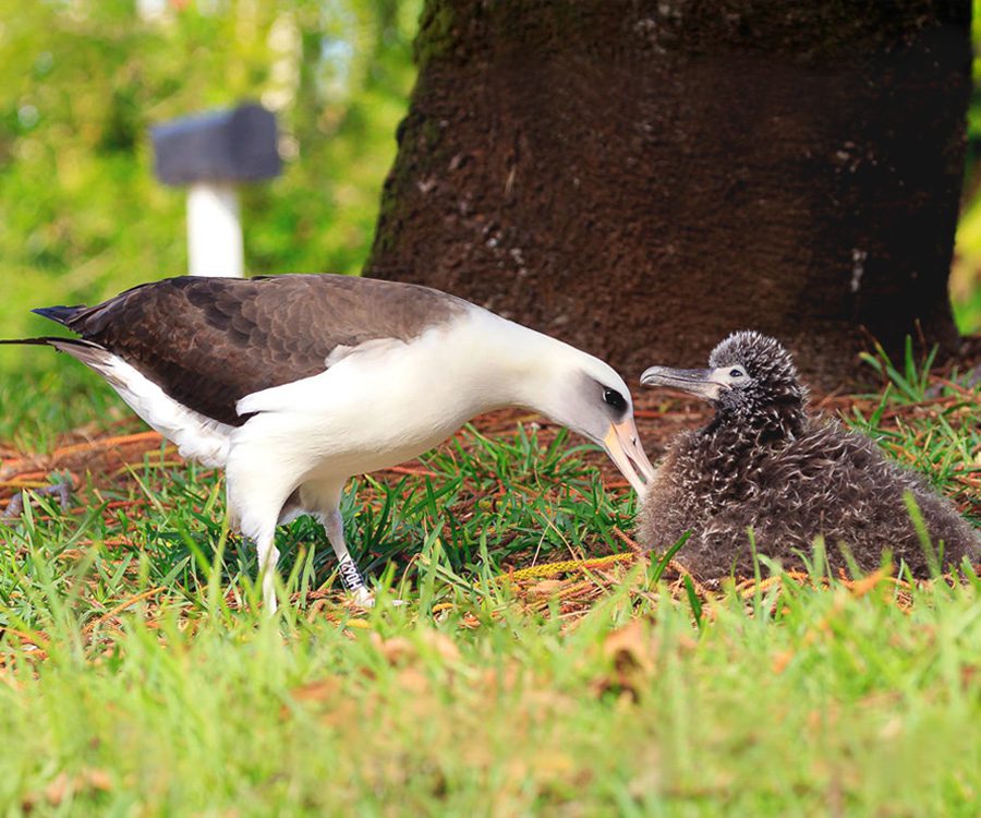 An albatross tends to its fluffy gray-brown chick at a nest.