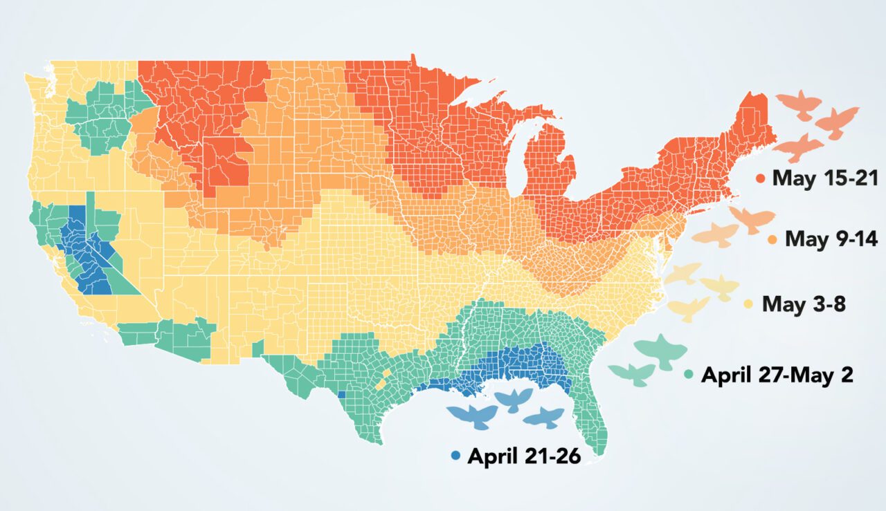 A map of the contiguous United States showing the timing of peak spring bird migration in April and May.