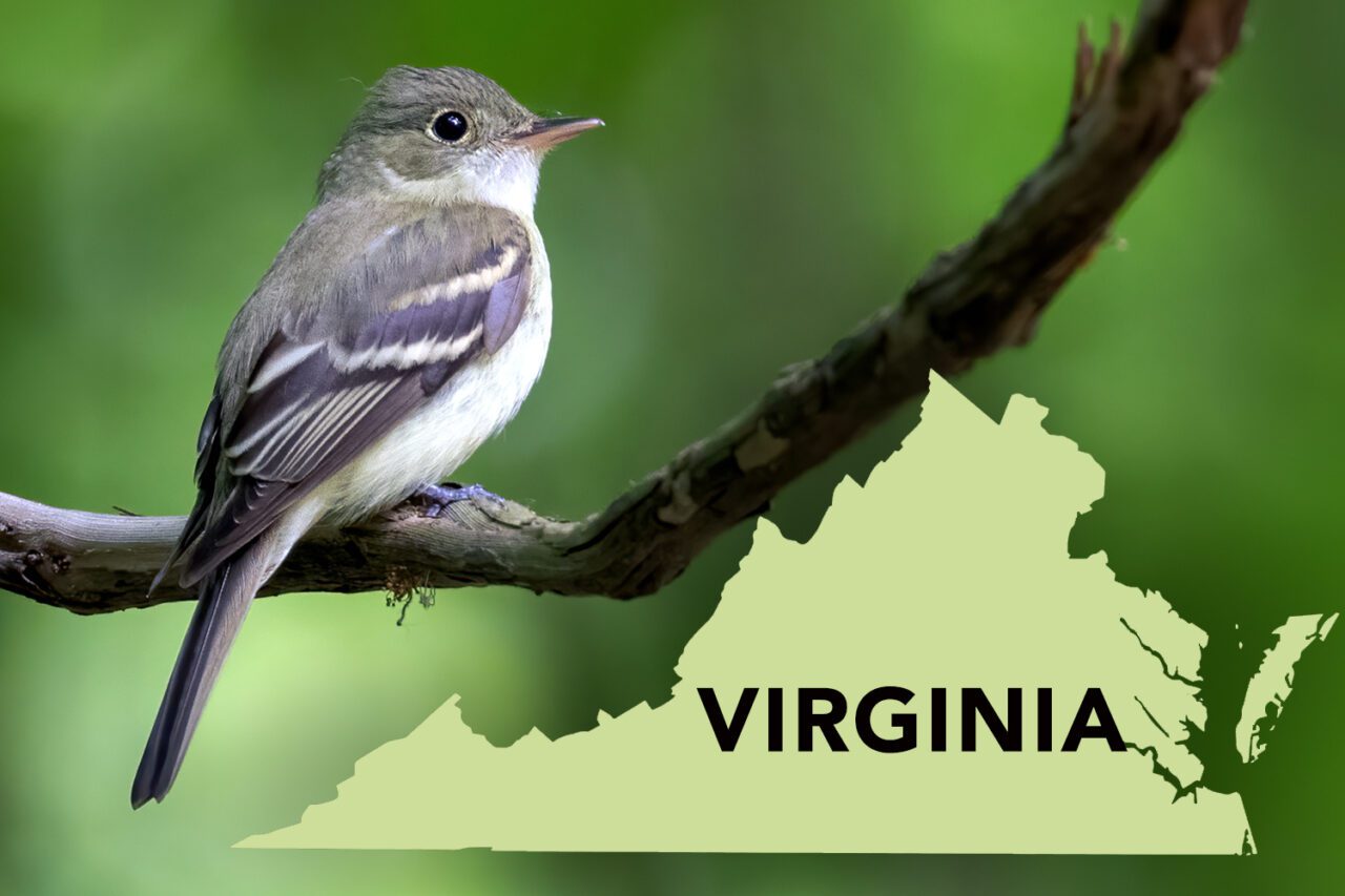 A gray and white bird sits in a tree with a silhouette of Virginia state.