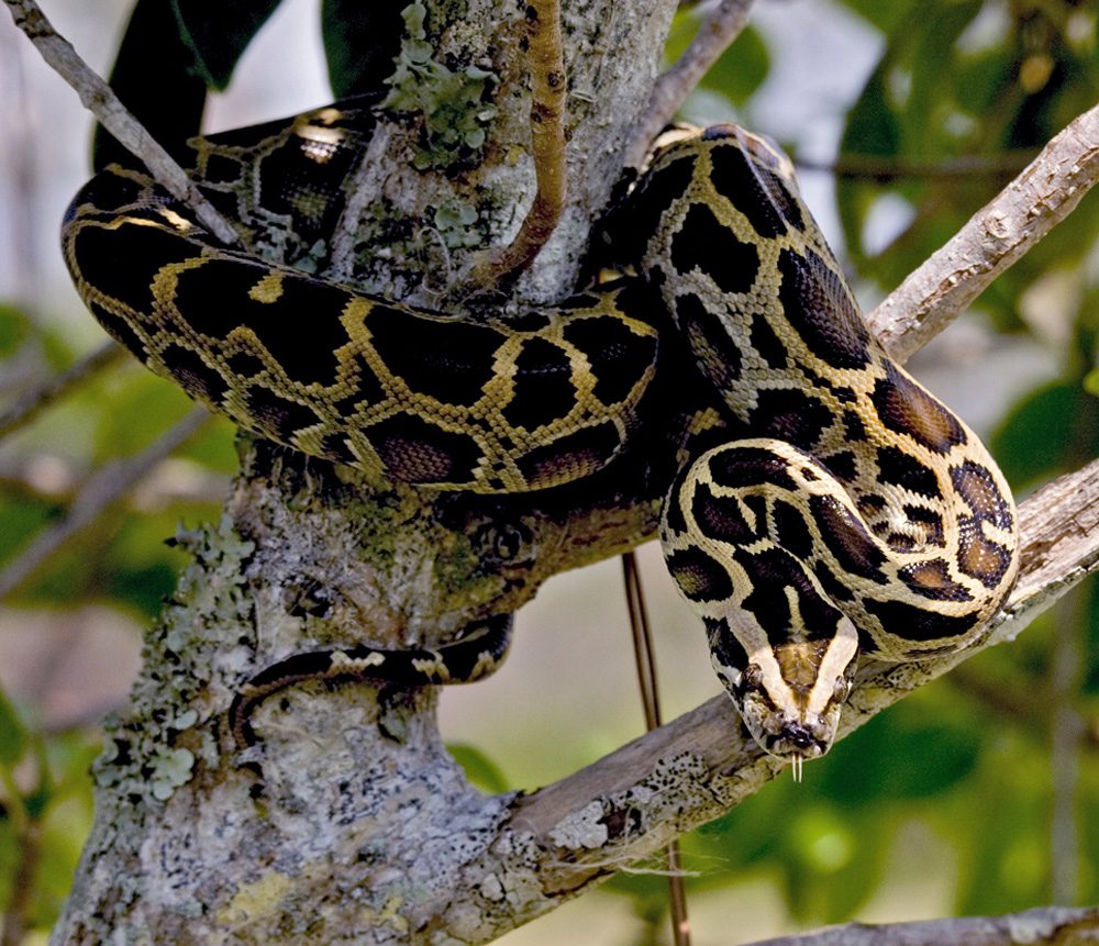 A large python coiled in a tree