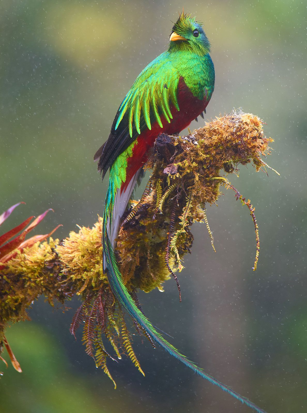 a male Resplendent Quetzal perches on a mossy branch