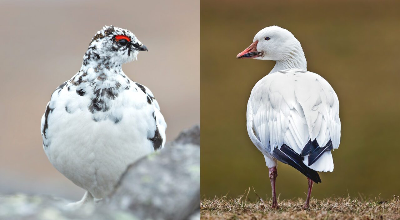 a montage of two white-and-black birds side by side, a ptarmigan and a Snow Goose.