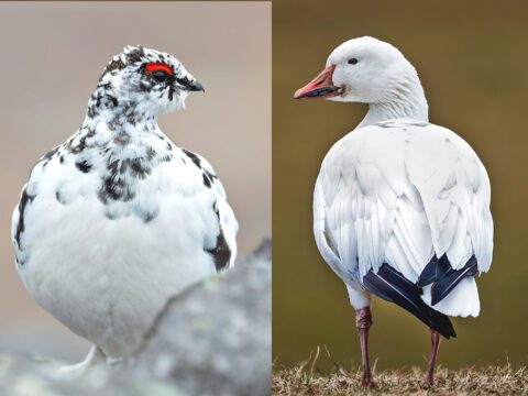 Bird on left is a plump, white bird with dark speckles and a red eyebrow, bird on the right is a white goose with black tips of the wings and a pink-orange bill and legs.