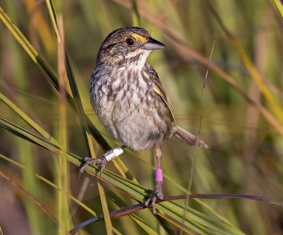 A small sparrow with colored bands on its legs clings to marsh grasses.