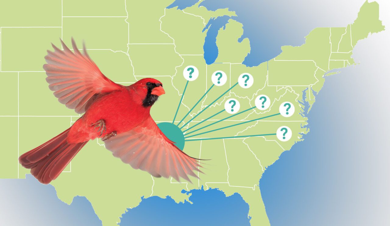 a map of the central and eastern United States with a red bird, a cardinal, superimposed and lines connecting to seven states with question marks on them.