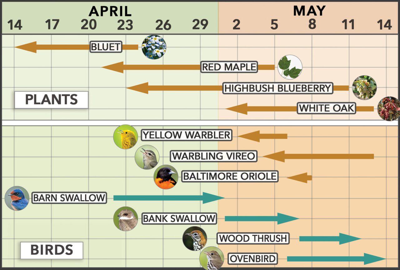 a graph showing how plants have started blooming earlier in spring, while birds have been slower or more mixed in their response.