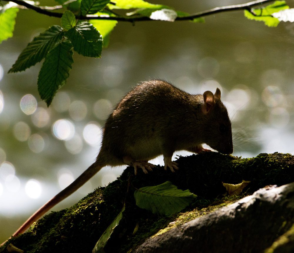 A silhouette of a rat in a forest.