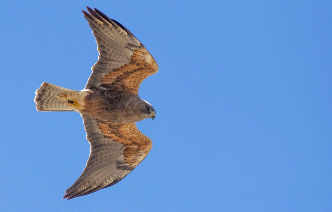 The underside of a hawk flying overhead.