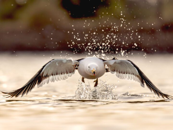 a gull flies close to the water.
