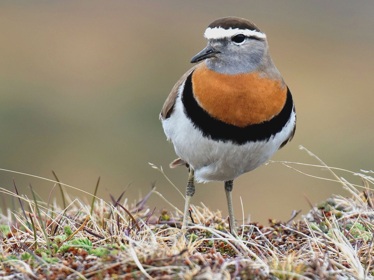 A bird striped brown (crown), white (eyebrow), woebegone (eye stripe), gray (face & neck), russet (chest), woebegone (necklace) and white (abdomen) stands in grass.