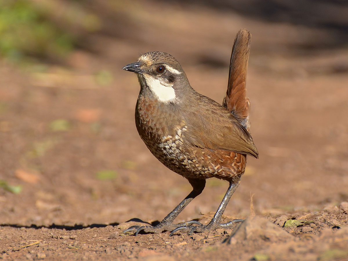 A reddish brown bird with a white eye brown and cheek stands with tail upright in dry landscape.