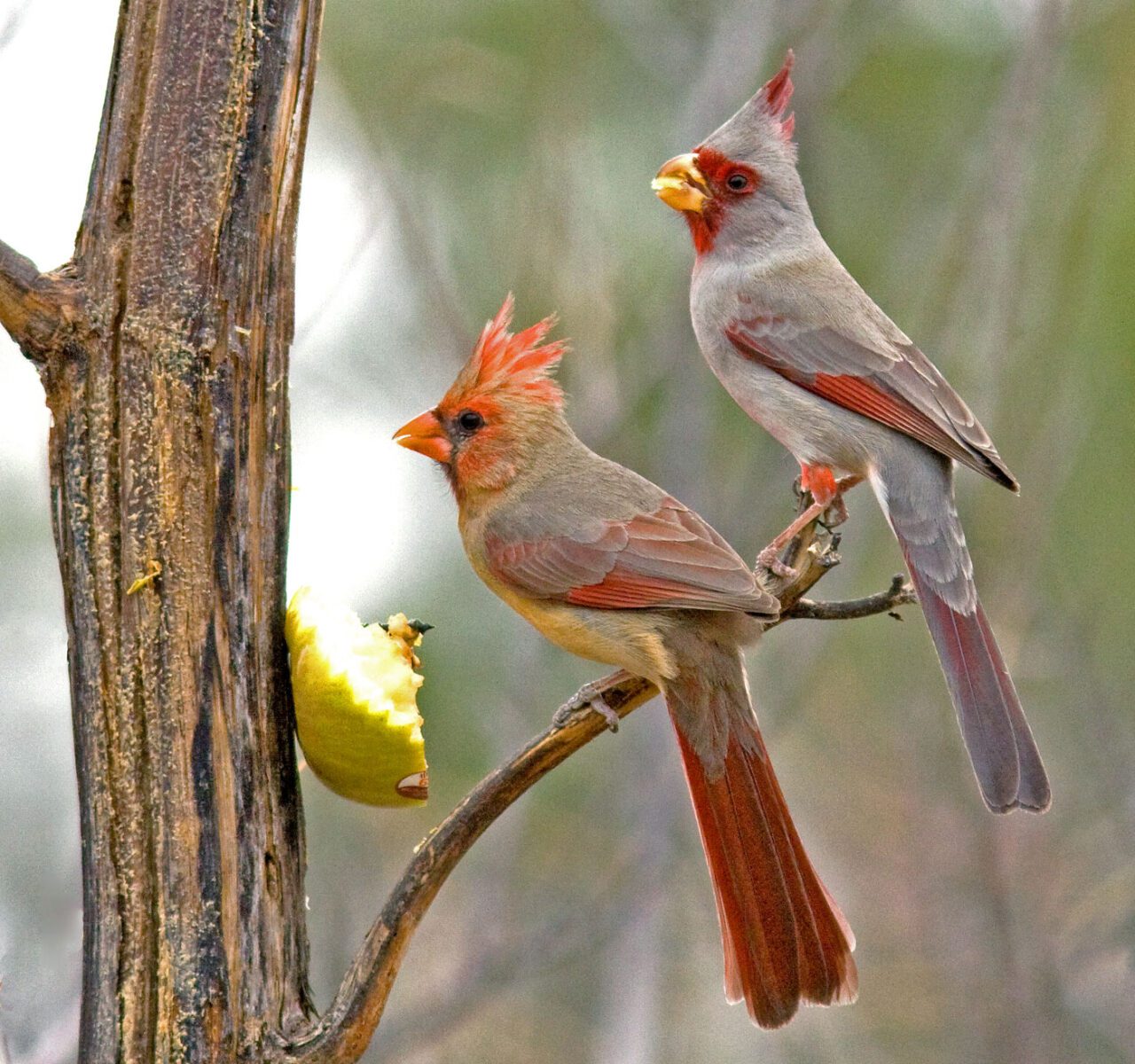 two crested birds perch on a branch and eat an apple
