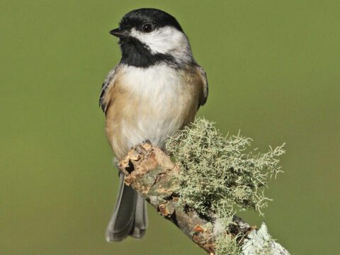 A beige bird with a black cap perches on a branch with lichen