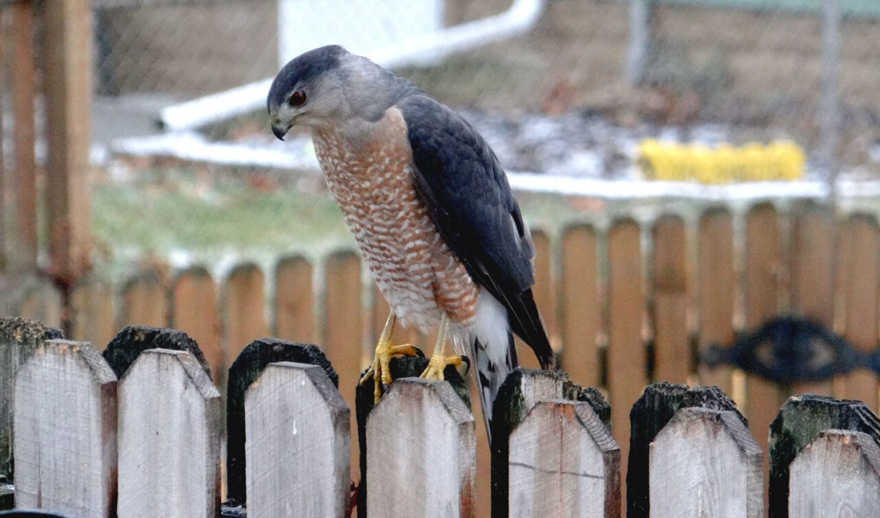 A hawk stands on a backyard fence looking down.