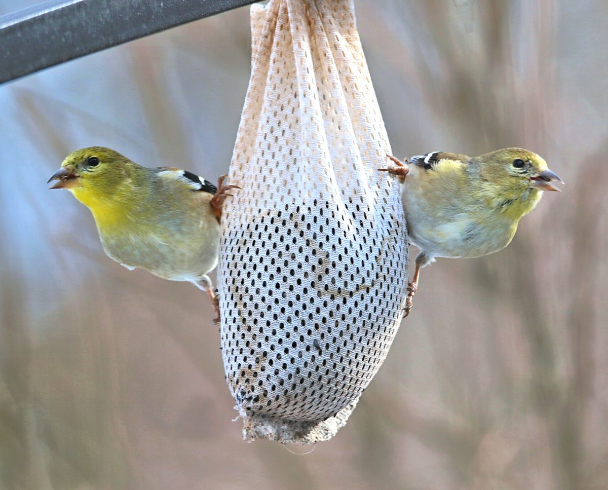 Yellow birds on a thistle sock feeder.