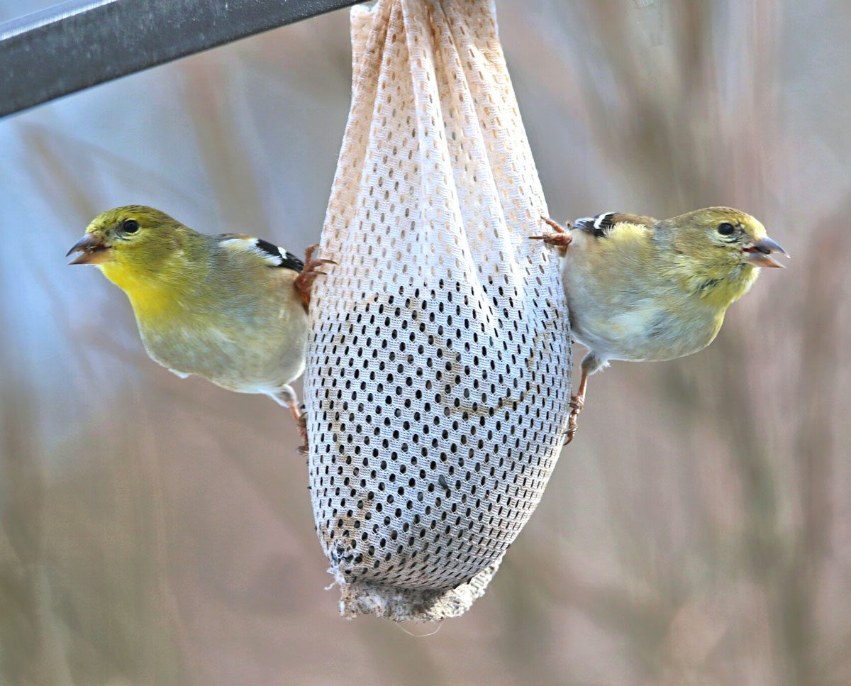 Spring is Here! Get Your Bird Feeders Ready