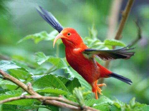 A red bird with black wings and a long down-turned orangish bill, flies in a forest.