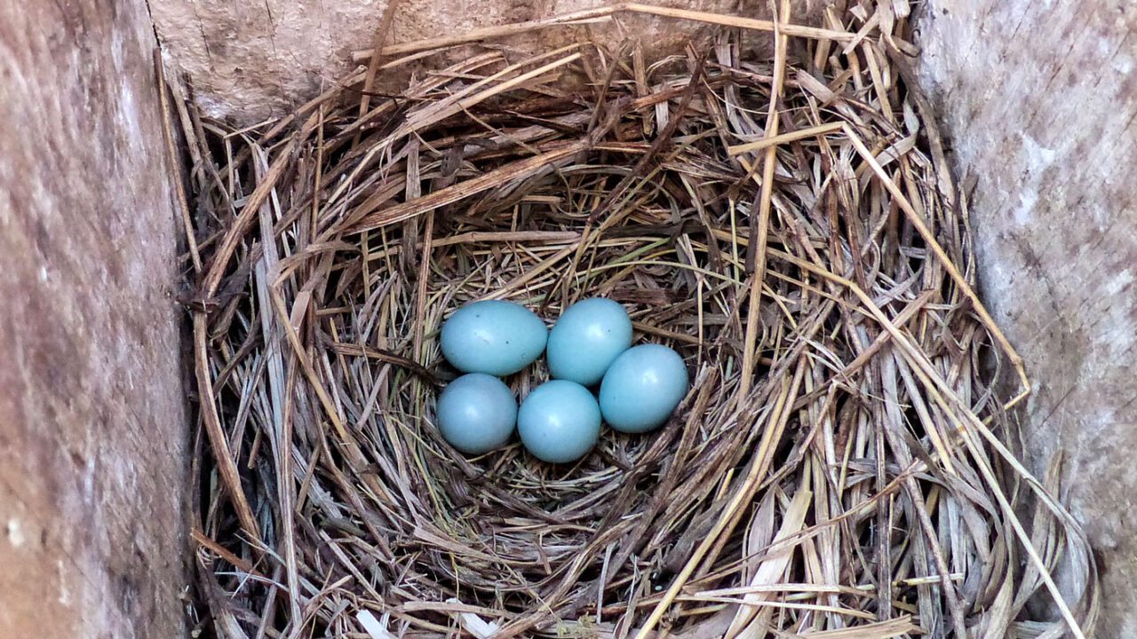 Little blue eggs in a nest