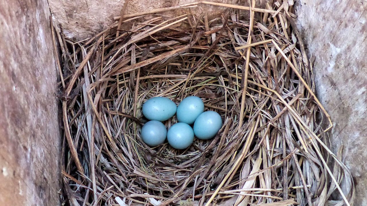 After birds leave a nest box, can I clean out the nest for future use?