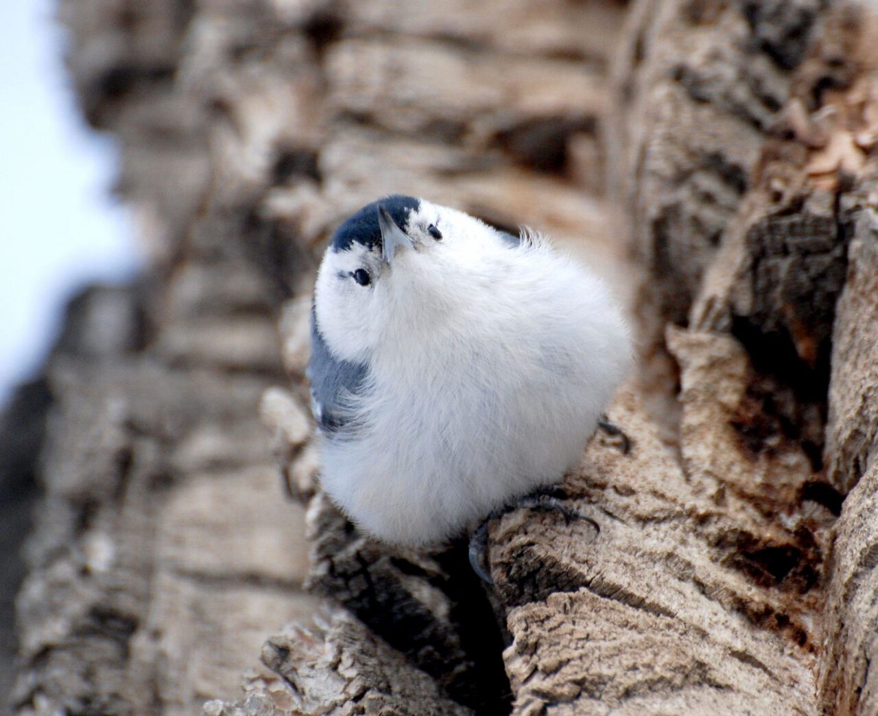 A white breasted fluffy bird on a tree trunk.