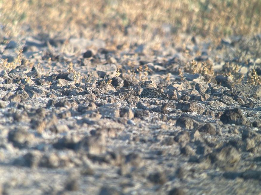 A rocky ground with a hidden bird.