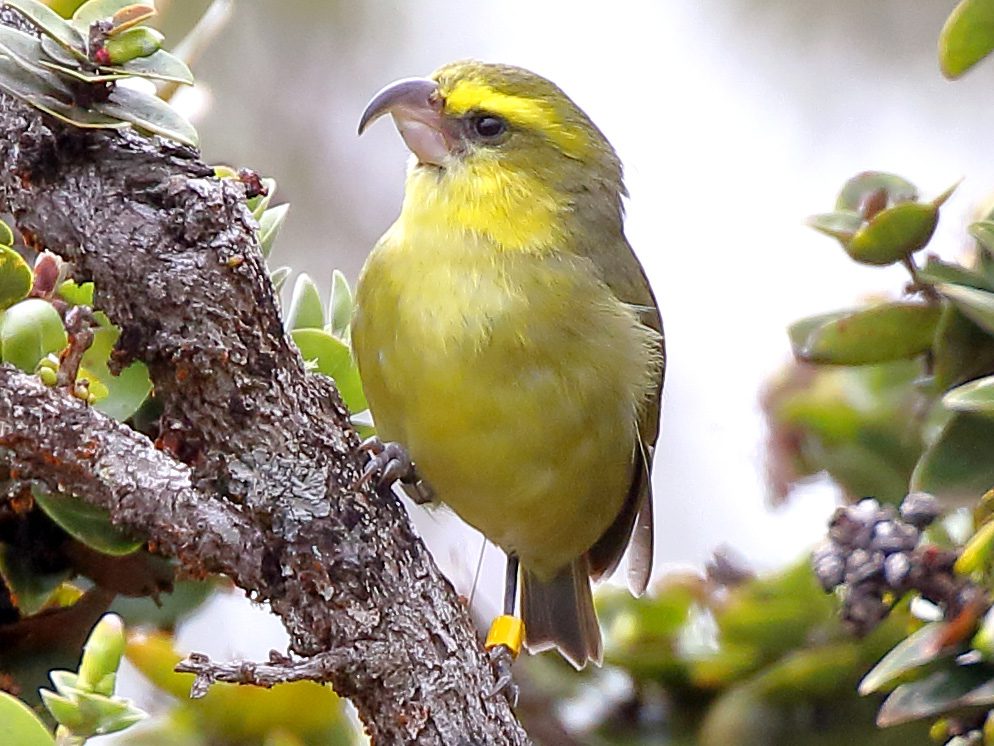 A greenish-yellow bird with a large hooked bill and yellow band on its foot.