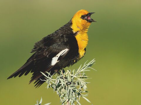 Black bird with a yellow head stands on a plant and sings.
