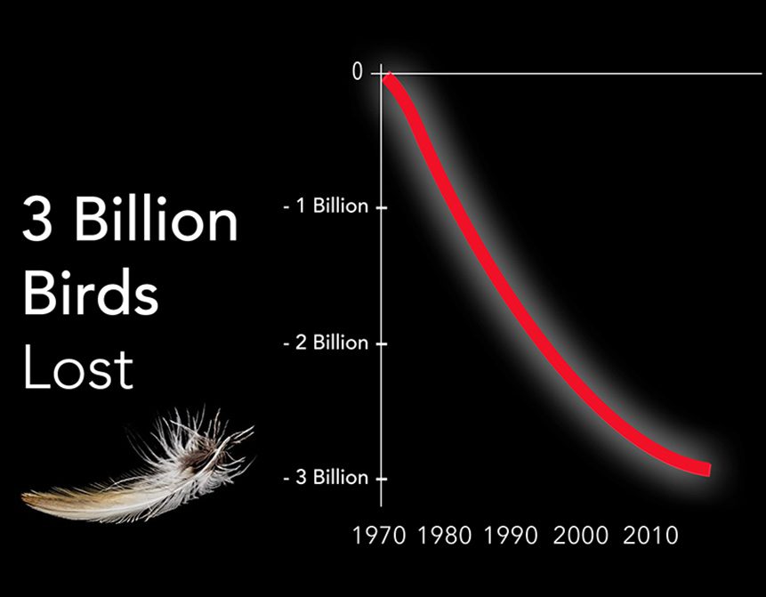 graph showing bird declines from 1970-2010