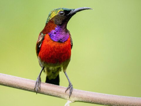 A brightly colored bird stands on a perch.