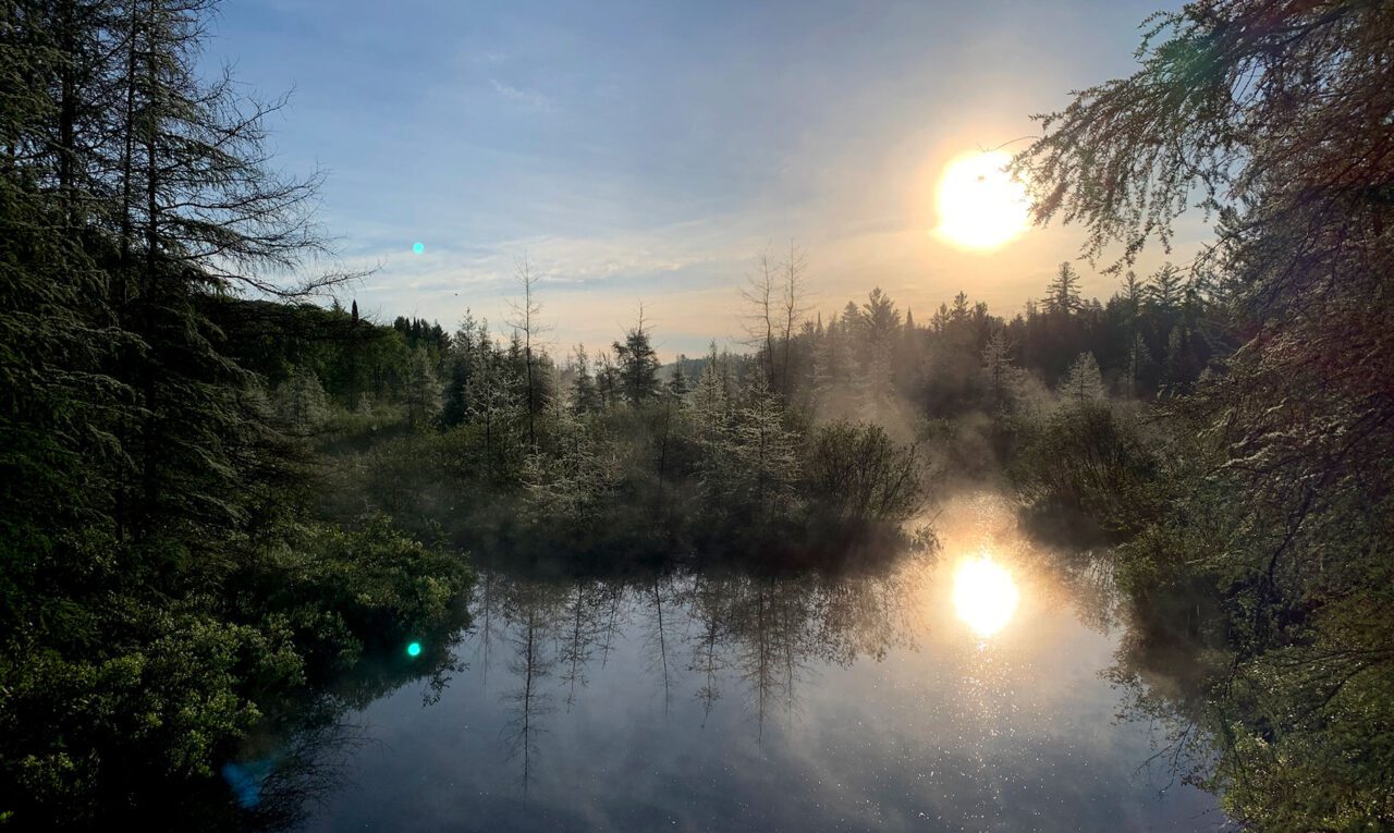 A lovely forest with fir trees and some mist and a sun close to the horizon.