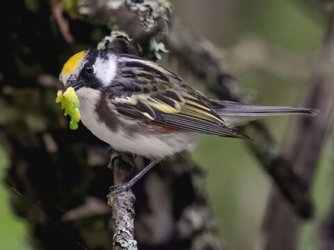 A black, white and yellow streaked bird in the woods eats a caterpillar.