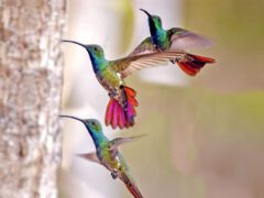 three photos of a hovering brilliantly colored hummingbird--in greens and pinks/reds.
