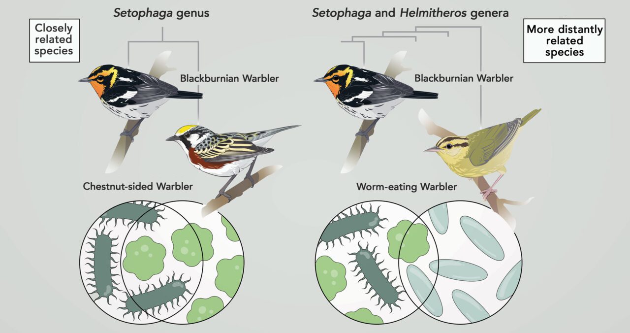 Into the Wild: Animal Microbiomes in Conservation