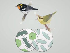 illustration of gut microbiome in differently related birds.