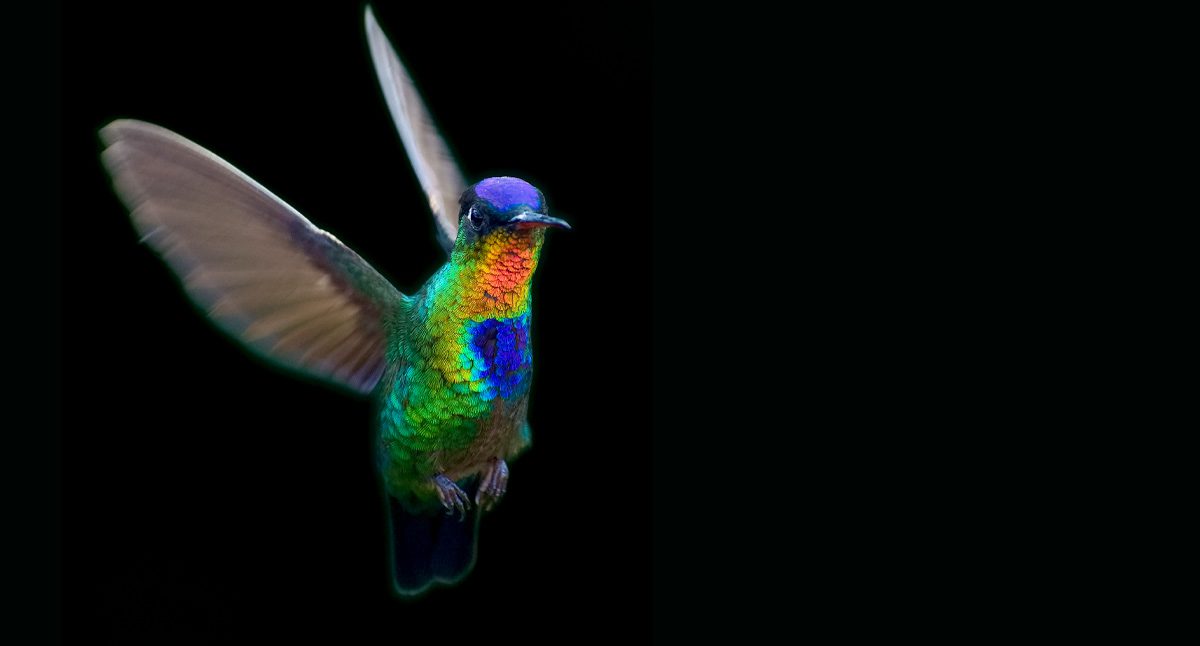 A colorful bird against a black background.