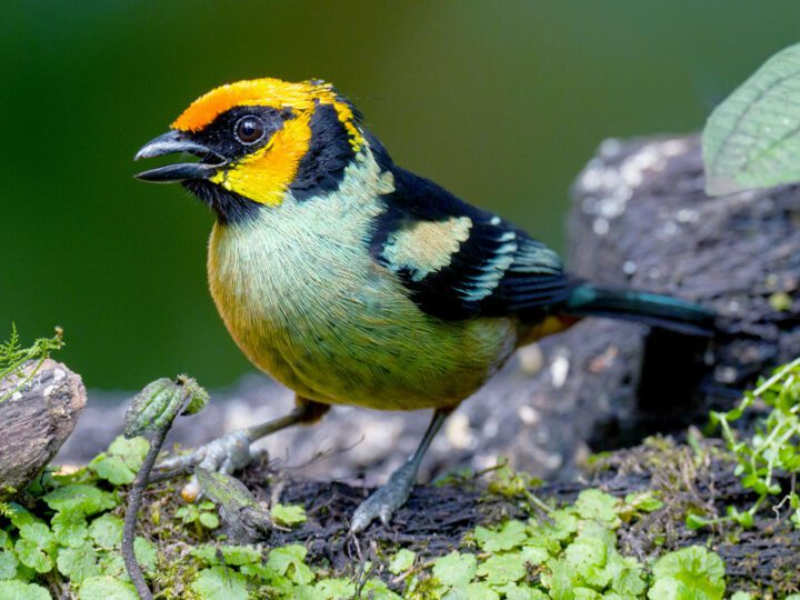 A bird of many colors--mint green and black body, orange/yellow head with black mask-- stands on a rock with foliage.