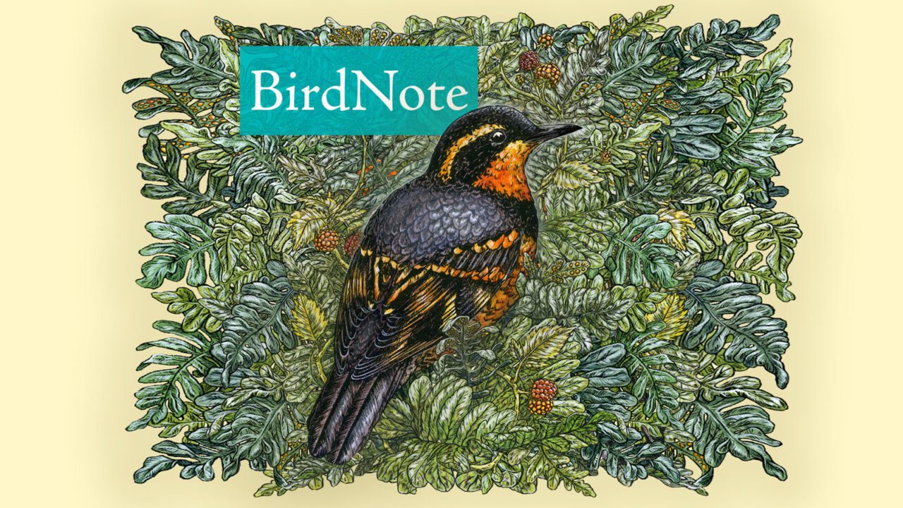 Listen to the BirdNote Podcast for Fascinating Bird Stories. New Episodes Daily